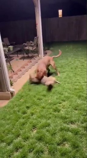 Coyote Grabs Puppy — Pit Bull Saves It Just in Time! #dog #pitbull #coyote #animalrescue