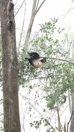 Clumsy Panda Tries to Climb… Gravity Wins Every Time 🐼😂