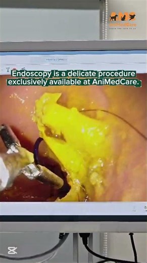 Endoscopy #VeterinaryCare #Endoscopy #AnimalHealth #PetSafety #AnimalCare #PetHealth #endoscopy