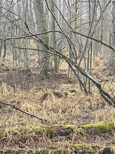 Chillin' and chewin'. Can you spot a 2nd deer? #wildlife #nature