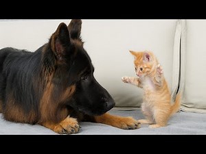 German Shepherd's Heart Melting Reaction When First Meeting Abandoned Kitten!