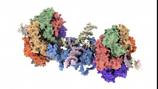 Researchers reveal structure and function of a molecular motor