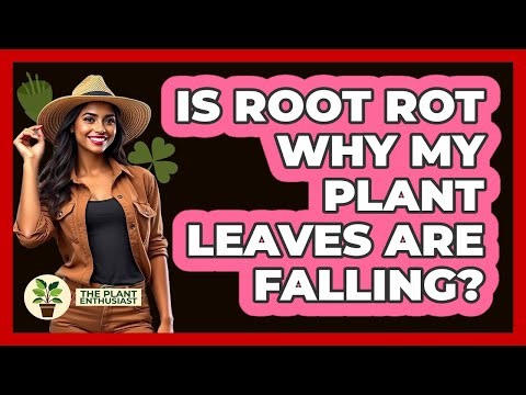 Is Root Rot Why My Plant Leaves Are Falling?