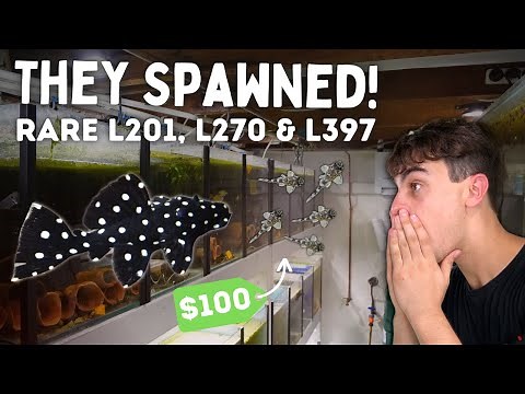 Rare Plecos Have Started Breeding! L270, L397, L201 | Day in the Fish Room #42