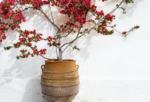 Bougainvillier en pot : les 12 erreurs à ne pas commettre