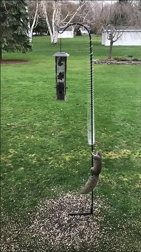 Squirrel vs Spinning Bird Feeder #shortsvideo