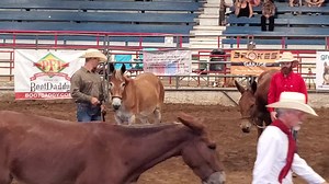 Maggie Mae making Brandon Huff look good in their Halter class. | Missouri Mule Makeover/Ozark Mule Days