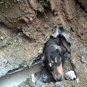 60K views · 218 reactions | Wow ! The Dog Is Buried In Rocks And Soil - Take a look at vi deo to know how the man does to rescue…  Join us to get more information: Animals Life | Beautiful Animals | Facebook