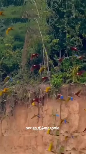 Ils arrivent par dizaines, parfois par centaines, dans un vacarme de couleurs et de cris, comme si la forêt elle-même s’animait. Les aras se rassemblent au lever du jour sur les falaises d’argile des rivières amazoniennes pour un rituel aussi surprenant qu’essentiel : manger de la terre. Ce comportement, appelé « collpa », intrigue depuis longtemps les naturalistes. L’argile qu’ils consomment est riche en minéraux et joue surtout un rôle de détoxification, neutralisant les toxines présentes dans