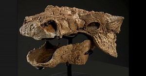 Meet Zuul, the well-preserved new dinosaur species dubbed "Destroyer of Shins"