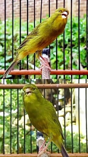El canto de este canario puede estimular a otros canarios a unirse al canto 🎶🎶 #birds #canary #canarysinging #canario #masterankenari #kenarigacorpanjang #fblifestyle | Masbud Kenari