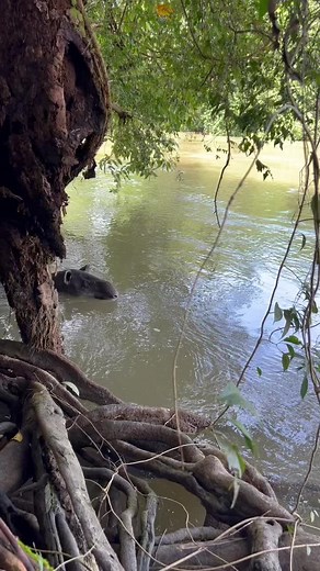 Discover the Majestic Hippopotamus in Its Natural Habitat