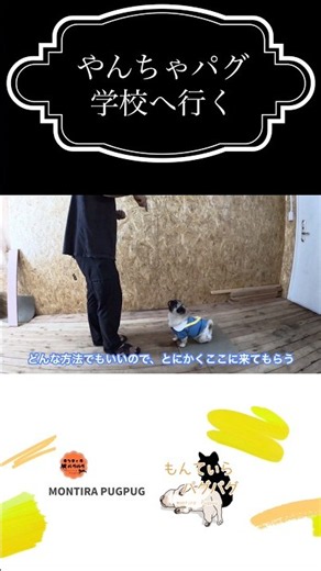 やんちゃパグ学校へ行く#pug #しつけ