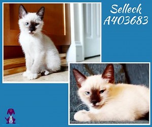 2K views · 96 reactions | Brothers Selleck (A403683) and Quixote (A403684) are just about adoption ready after one month in foster care. These two are an adorable pair and we would love to see them find a new family together! Please e-mail FosterCare@ocfl.net to be connected with their foster parent! | Orange County Animal Services | Facebook