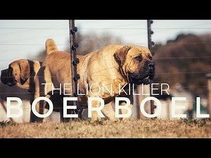 Boerboel – The South African Beast | Ultimate Guardian Boerboel: Africa’s Most Powerful Guard Dog
