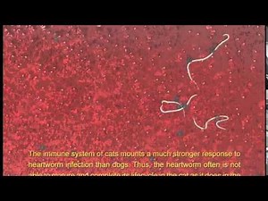 Dirofilaria Immitis in Cats