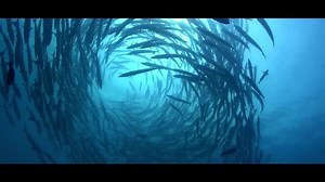 Continue Your Dive Adventure & Keep Diving with PADI. Escape. Explore. Expereince. | PADI