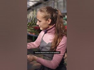 Panicle Hydrangea Selection Guide HydrangeaSeason PlantSelection GardenStyle perennialplants