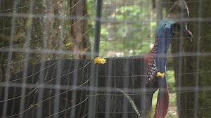 Man attacked and killed by 'world's most dangerous bird'