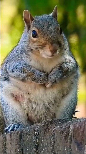 Beautiful Animals/4k Ultra hd/The Most Beautiful Animal In The World/Natural Scarce 4k/Animal videos