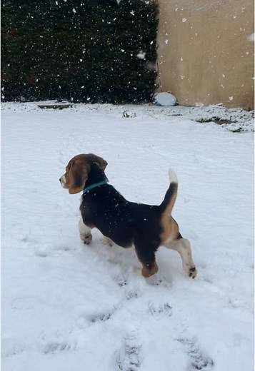 Au moins il sait s’exprimer 😅🐶 #fyp #dogsoftiktok #beagle #puppylove #chien #aboiement