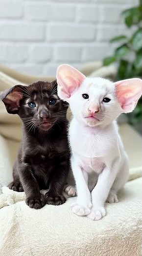 Charming Duo with Giant Ears: The Most Expressive Oriental Kittens Ever 😺💖 #catlab