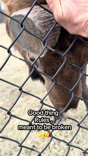 Elk grove elk are pretty cool, go check em out, great place to hike