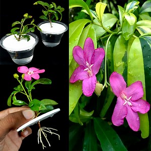 How to Grow Lemonia / Ravenia Spectabilis Plant from Cutting In A Water | Tamanna Garden