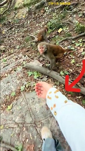 Test the intelligence of a monkey with a 300IQ 🙉✨