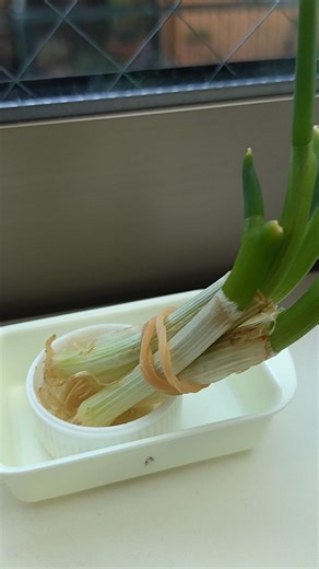 万能ねぎの根っこをペットボトルキャップで栽培