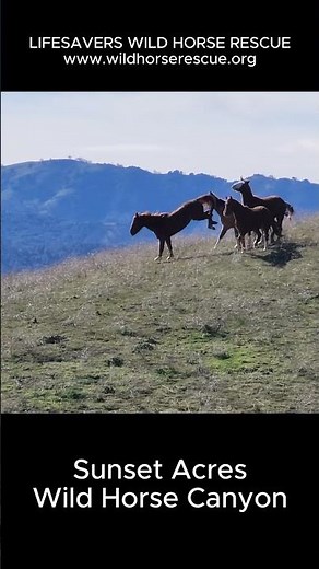 Four Horses at Sunset Acres