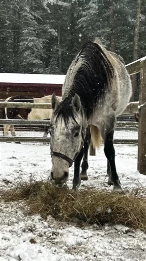 Happy Birthday Heidi! With the utmost love and appreciation, the Smokey herd Enjoy this montage set to a wonderful tune performed and created by one of our wonderfully talented volunteers, Al Rondina! Smokey may be “Heidi’s place” but it is because of YOU and YOUR generosity that we are able to do what we do! If you’ve been planning to make a tax-deductible donation to support Smokey Chestnut Farm Rescue— now is a great time! https://smokeychestnutfarm.com/ Thank you!! 🤍🤍🤍 | Smokey Chestnut F