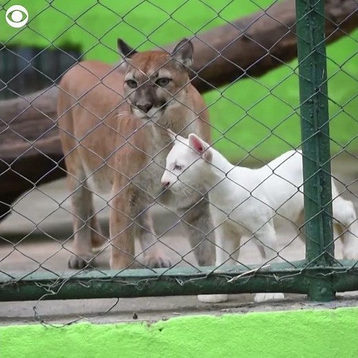 Rare albino puma cub debuts at zoo in Nicaragua