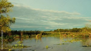 Navigating the Parana river in South America. View of the wetland trees, aquatic plants Eichornia crassipes and tropical rainforest from the boat, at sunset.