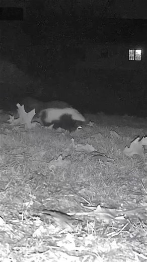 Skunk walking around my backyard at night.