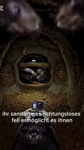 Maulwurf unter der Erde – Echte Rücken-Kamera Dokumentation im Tunnelsystem