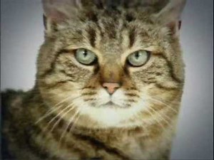 Disney Channel Stuart little pub / ad / commercial france