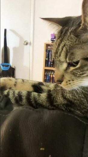 Oliver the cat is eating goldfish