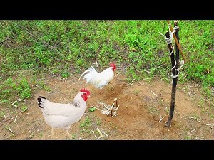 Wild Chicken Trap in forest - How to Make a Snare Trap for Chicken