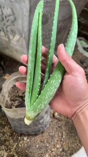 Growing aloe vera: How to grow it from an expert.