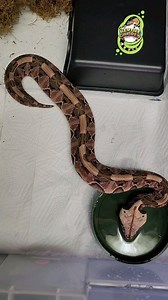 2.1K views · 65 reactions | Here's is my interpretation of what the albino variations look like. Obviously, the darkness black animals would have more reds, etc, as an albino. It is interesting the amount of variation there is although besides the two extremes, it can be subtle. | Reptile Garden | Facebook