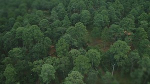 Aerial view of a forest with cabins - Free Stock Video
