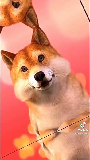 ccp obit si anjing yg lucu