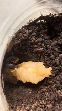 カブトムシの幼虫がつい数時間前まで幼虫だったのに見たらいきなり蛹になってた 初めて見た 生き物の神秘 素晴らしい 可愛いし