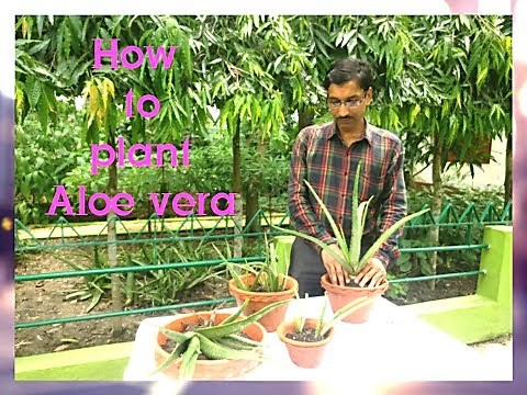 How to grow, care, and Propagate Aloe vera plant