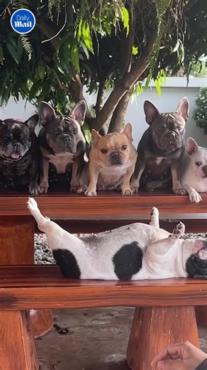 That's EIGHT smiling pups! 🐶❤️ | Daily Mail Video