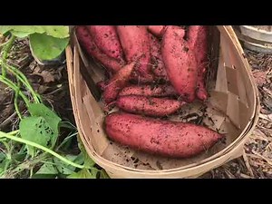 Sweet potatoes harvest