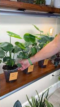 I Pushed This Monstera Too Far… Here’s What Happened