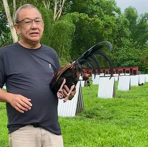 Cording Stags | Jerry A. Jalandoni