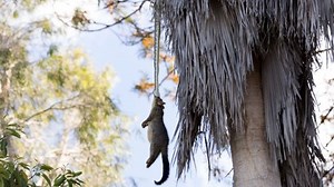 'You don't see that every day': Brisbane family get a shock as huge python pulls possum up tree in backyard